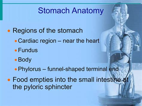 Anatomy of Git System in Amharic 的图像结果