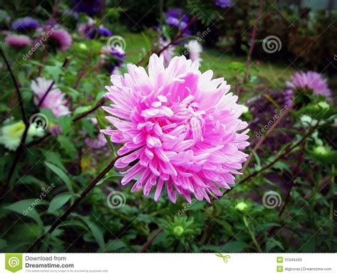Aster Flower And Meaning