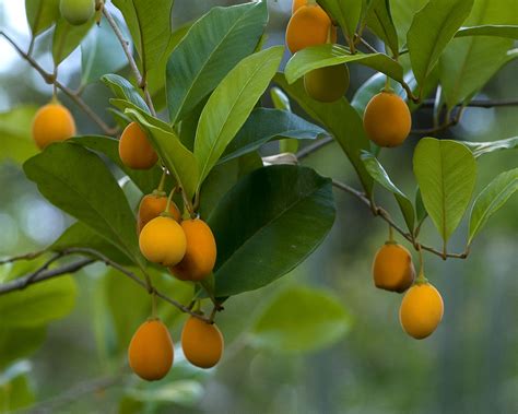 Beautiful goetzea (Matabuey) | FWS.gov
