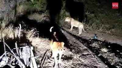 Gujarat: 12 booked after video shows lion being lured with cow as bait ...