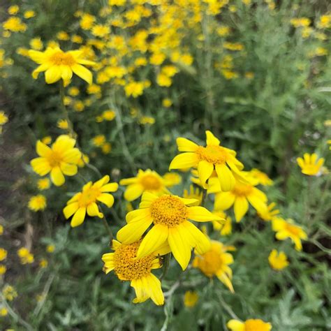 Shop Local + Native Plants and Seeds — Resilience Design