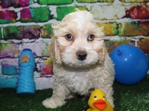 Image result for Buff Cockapoo