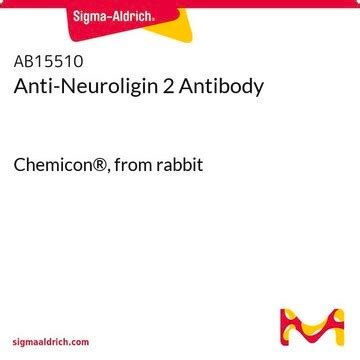 Anti-Neuroligin 2 Antibody Chemicon®, from rabbit | Sigma-Aldrich