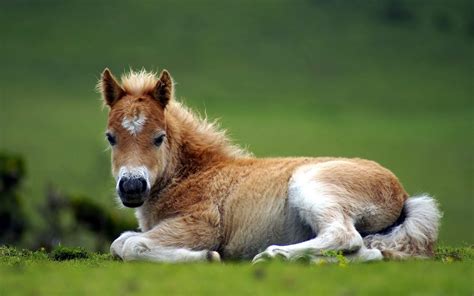 Cute Horse Wallpapers - Wallpaper Cave