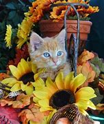 Image result for Cute Baby Animals Cats