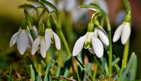 Image result for Spring Snowflake Bells
