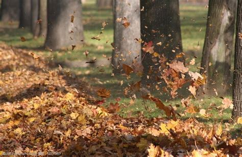 秋风落叶图片图片-图行天下素材网