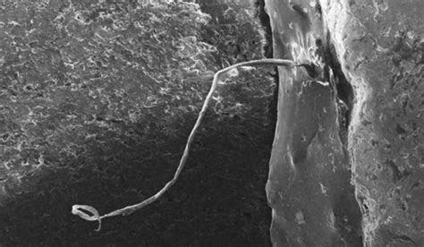 Image result for Alien Implants Just Schrapnel