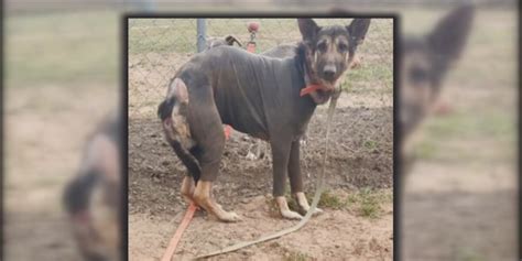Dog left abandoned and chained to fence at Baldwin County Animal Shelter