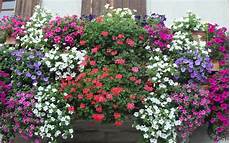 fiori invernali per balconi pontinia balconi in fiore aperte le iscrizioni alla fiori invernali per balconi pontinia balconi in fiore aperte le iscrizioni alla