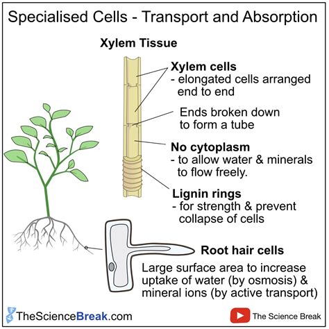 Adaptations Of Xylem To Its Functions