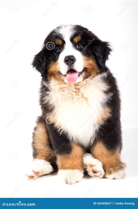 Bernese mountain dog puppy stock image. Image of mountain - 60448847