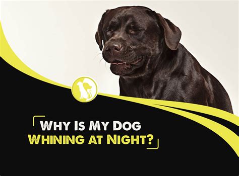 Why Is My Dog Whining at Night?