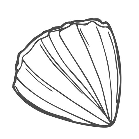 Scallop Shell Drawing 的图像结果