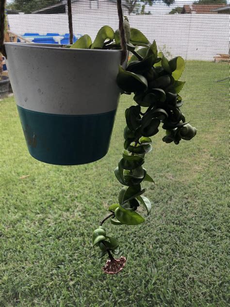 How do I get this to grow more stems/vines? You can see the original ...