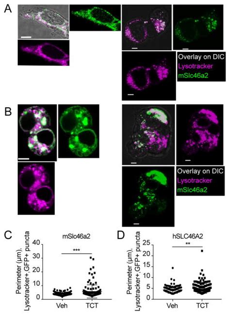 Slc46 Structure 的图像结果