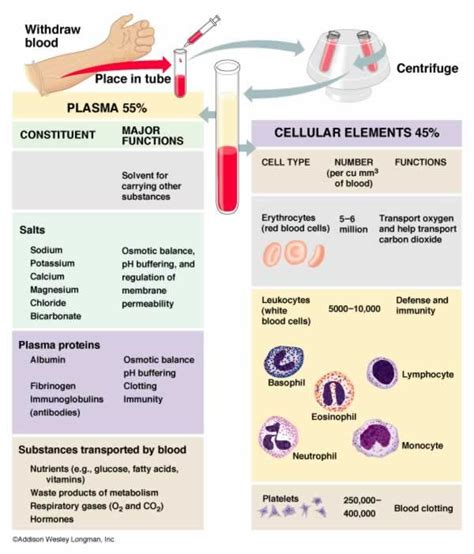 Image result for Blood Cells Structure and Function