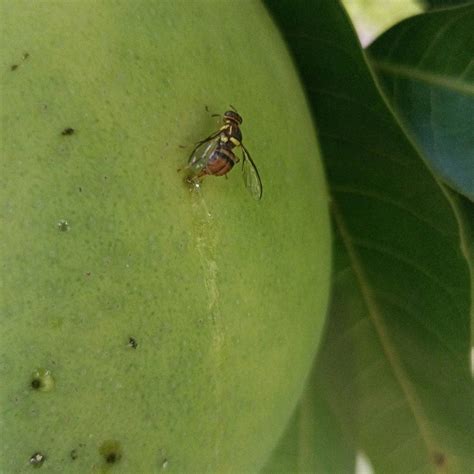 Dairy Goat Farming 的图像结果