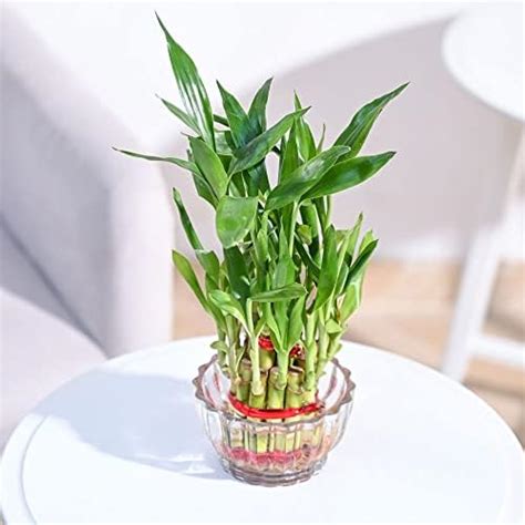 Nurturing Green® Lucky Bamboo Plant in 4 Inch Wide Glass Pot (Small:2 ...