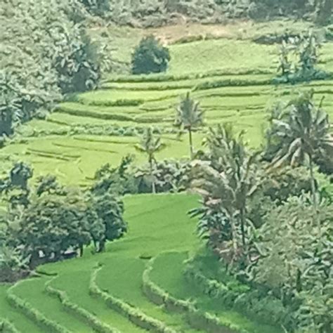 CODCOD RICE TERRACES - All You SHOULD Know Before Going 2026 (with ...