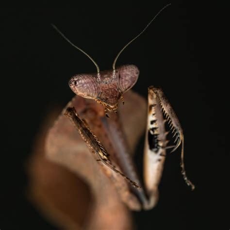 My Dead Leaf Mantis (Deroplatys Truncata) : r/mantids