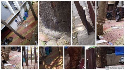 Petition · Prevent 6 trees chocked in concrete slabs - Mumbai, India ...