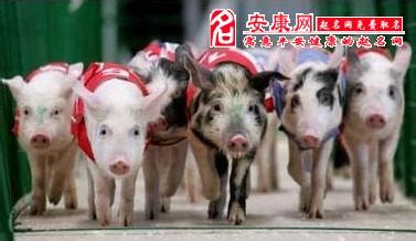 一群猪叠在一起,猪叠在一起,四只猪叠在一起_大山谷图库