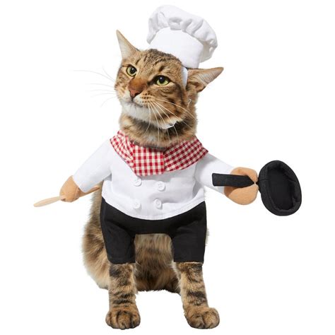 36 Best Cat Halloween Costumes for 2021 | Reader’s Digest