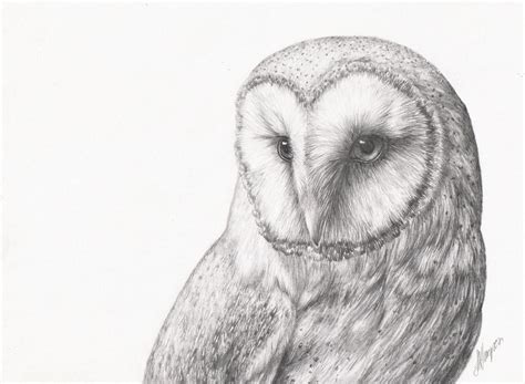 Barn Owl Face Drawing Barn Owl At Night — Nolon Stacey
