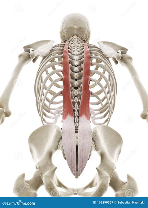 Longissimus thoracis stock illustration. Illustration of biology ...
