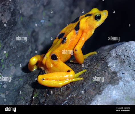 Species of frogs hi-res stock photography and images - Alamy