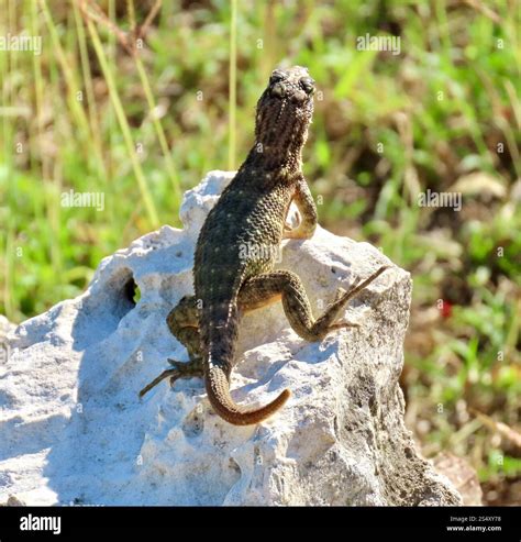 Northern Curly-tailed Lizard (Leiocephalus carinatus Stock Photo - Alamy