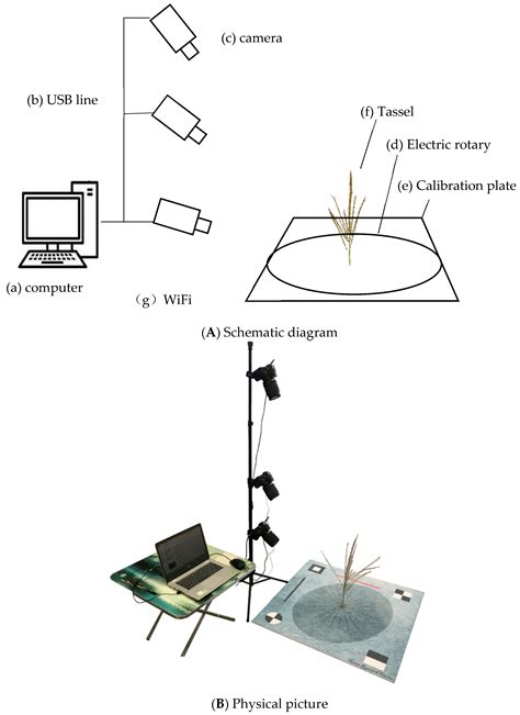Phenotyping And Genotyping