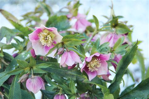 Best Outdoor Winter Plants | Country Living