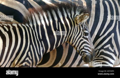 Image result for Zebra Breeding Clips