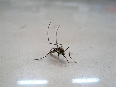 为什么白天很少看到蚊子，晚上蚊子特别的多？又长知识了