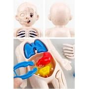 Buy Model,Human Torso Body Teaching Training Detachable Visceral System ...