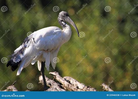 Sacred ibis stock photo. Image of threskiornis, beak - 22946538