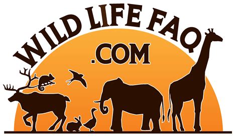 Do Bats Lay Eggs? - WildLifeFAQ