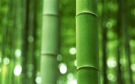 普通的竹子，为何深得人们喜欢？又为何被赋予高雅的文化内涵？_腾讯新闻