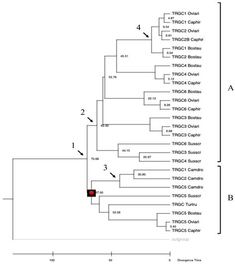 The Organization of the Pig T-Cell Receptor γ (TRG) Locus Provides ...