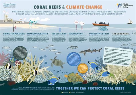 Coral Reefs and Climate Change | Wild View