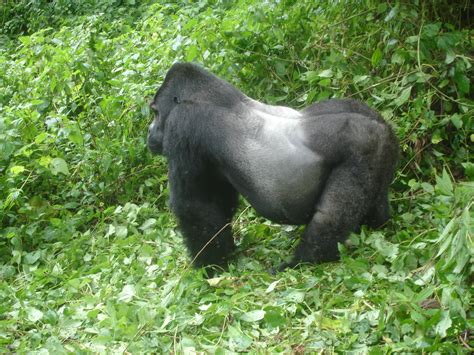 What is a Silverback Gorilla? Height, Weight, Size & Lifespan