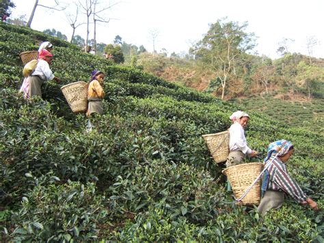 Elevation matters in Darjeeling Tea