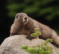 marmot 的图像结果