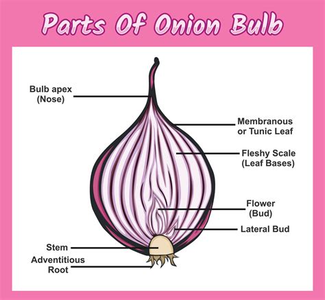 Onion Internal structure diagram. Onion Internal structure vector ...