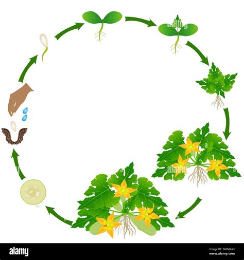 A growth cycle of a zucchini plant on a white background Stock Vector Image & Art - Alamy