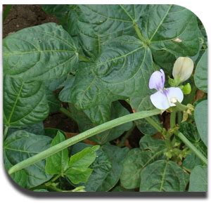Fodder production for Sheep and Goat