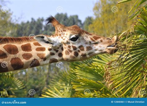 Portrait of Giraffe Eating Leaves Stock Image - Image of eating ...