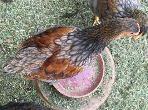Blue Laced Red Wyandotte Cockerel? | BackYard Chickens - Learn How to ...